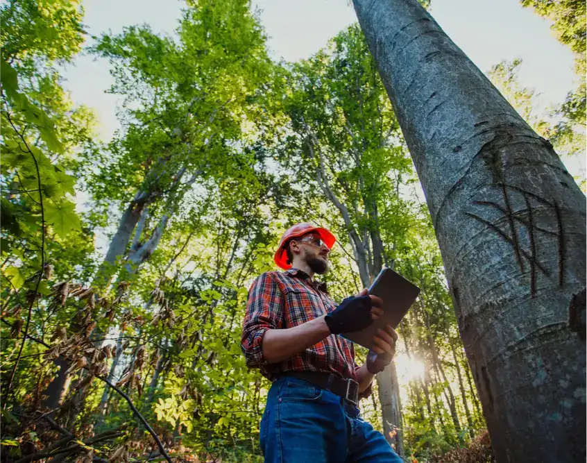 Why Tree Preservation Matters Now More Than Ever